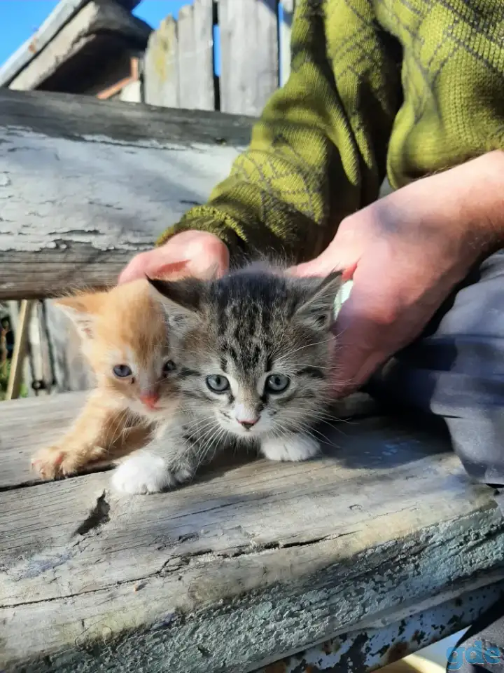 Бесплатно котята, фотография 2