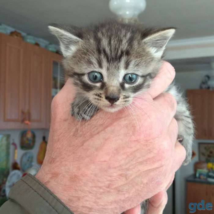 Котёнок в дар., фотография 4