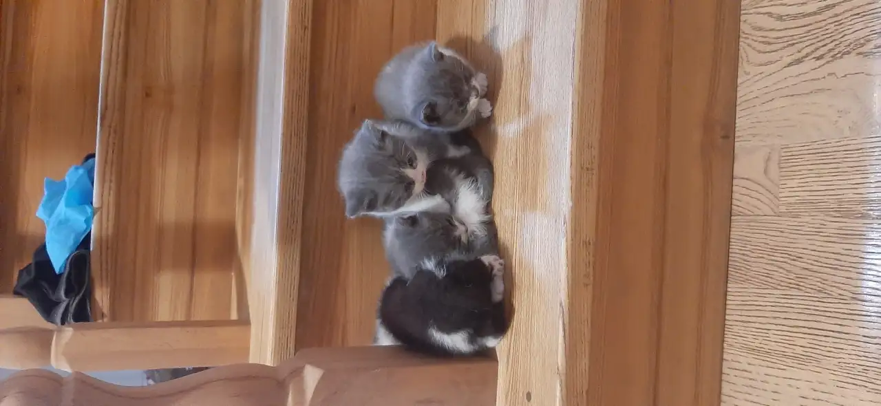Котята в дар, фотография 4