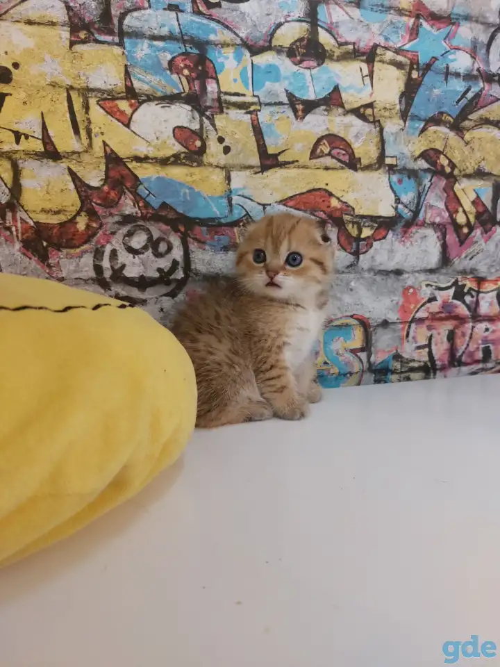 Шотландские котятя, фотография 3