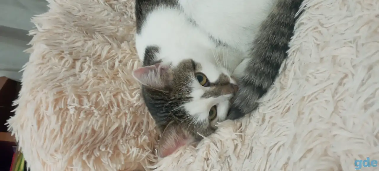 Кошка, фотография 1