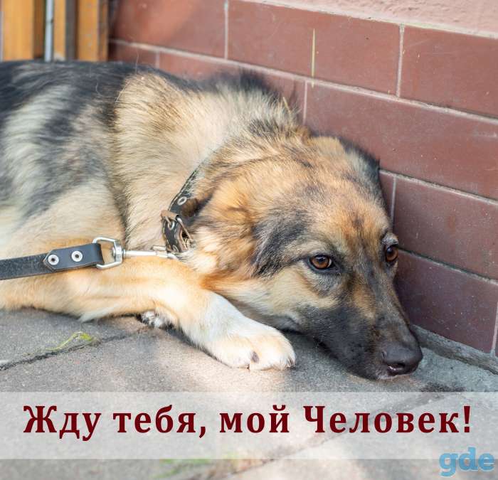 Собака в дар, фотография 2