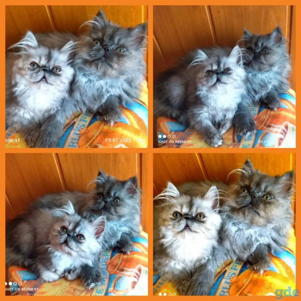 Персидские котята экстремального типа чистокровные.Персы.Котята., фотография 9