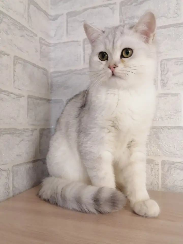 Британский котёнок, фотография 1