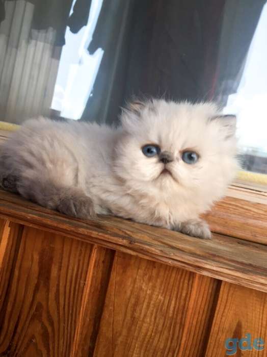 Персидский котёнок, фотография 1