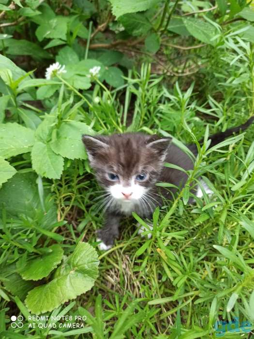 Котята ищут дом и любящих хозяев, фотография 8