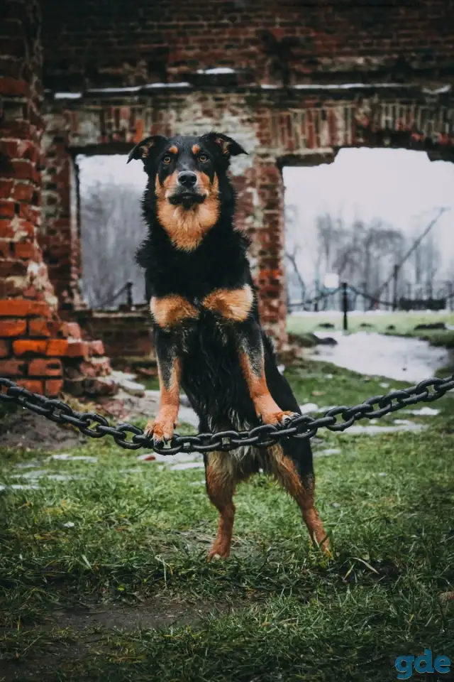 Кинолог в Минске, фотография 6