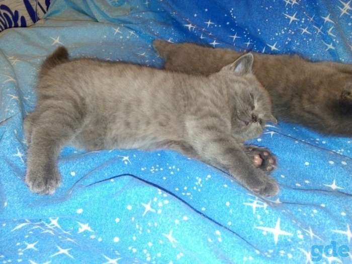 Котята британской породы, фотография 2