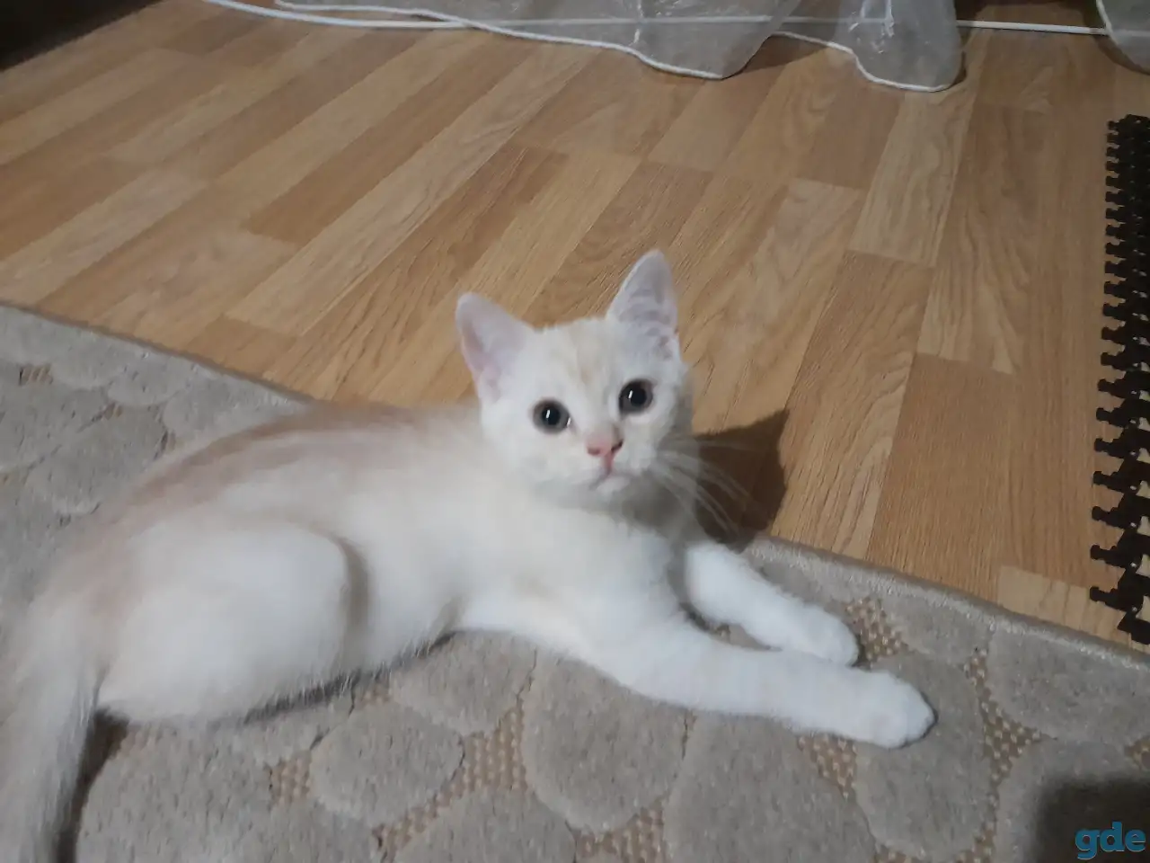 Шотландские котята, фотография 3