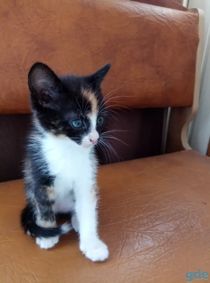 Котята в дар., фотография 6
