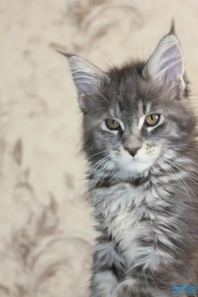 4 Котенок Мейн кун, фотография 2