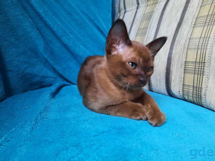 Котята европейской бурмы, фотография 6