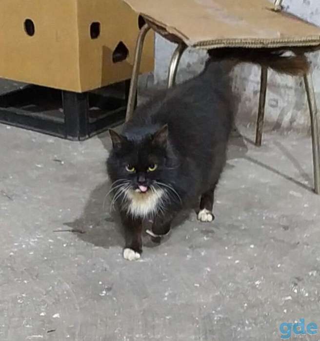ЧЁРНАЯ КОШЕЧКА, фотография 1