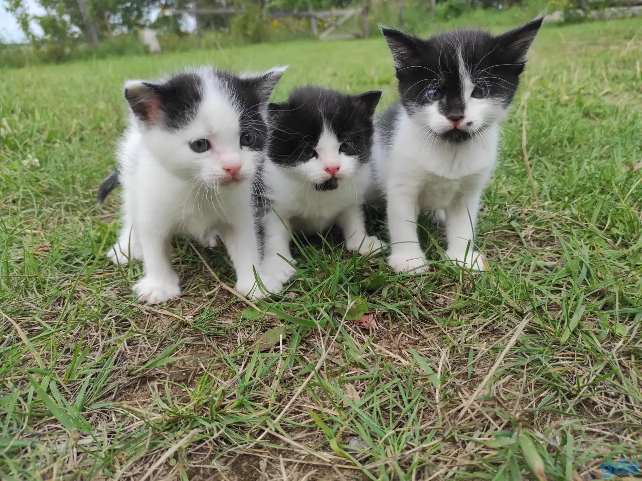 Котята (3 недели), фотография 2