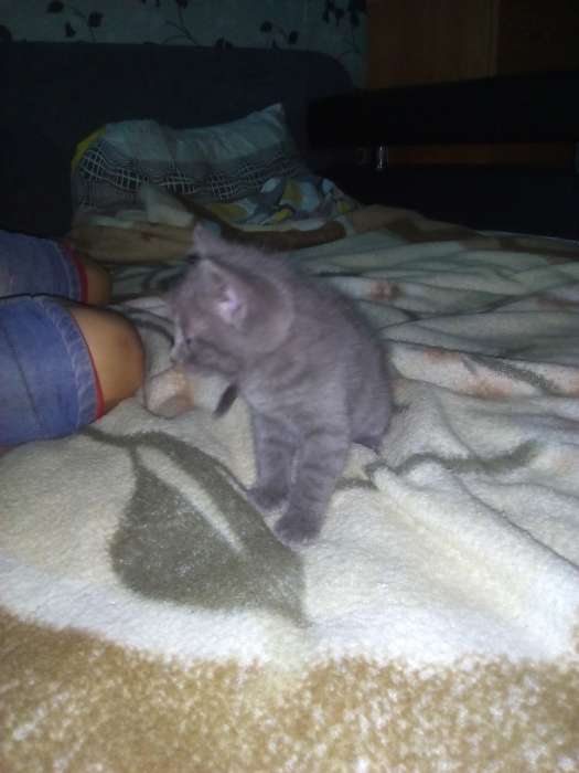 Котята в дар, фотография 5