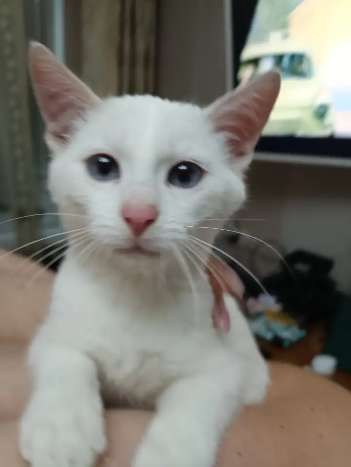 Котенок срочно ищет дом, фотография 1