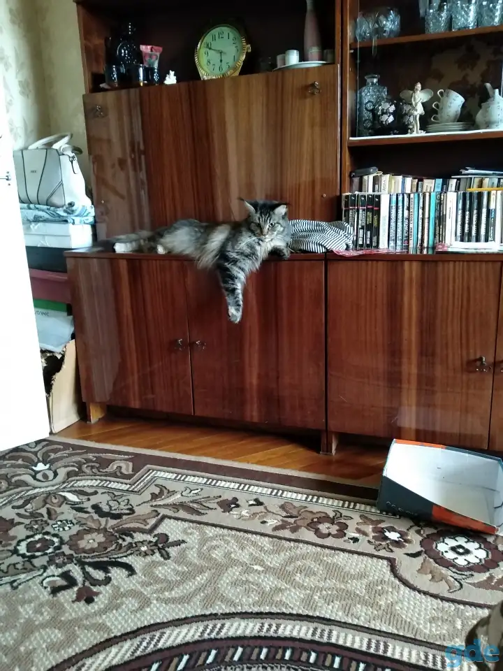 Ищу кота для вязки, фотография 1