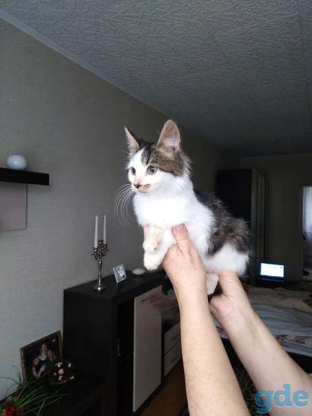 Котенок ищет дом, фотография 1