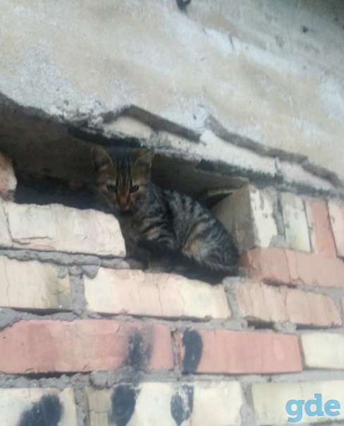 Котята ищут дом или передержку, фотография 3
