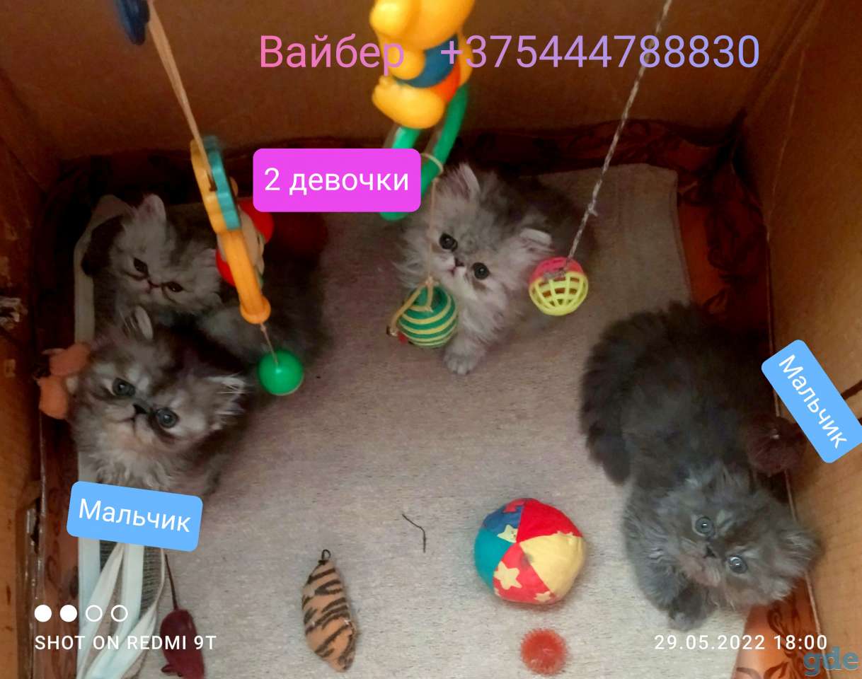 Персидские котята экстремалы чистокровные персы., фотография 1