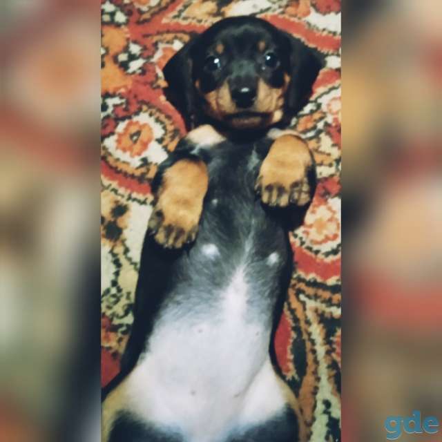 Щенки таксы, фотография 3