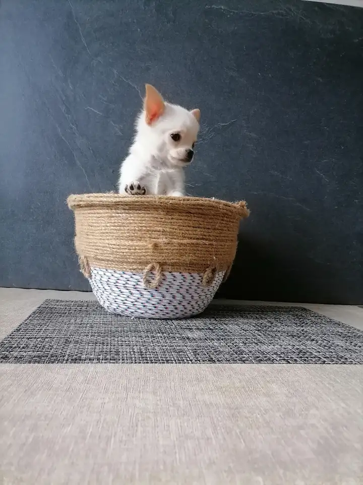 Мальчик чихуахуа, фотография 1