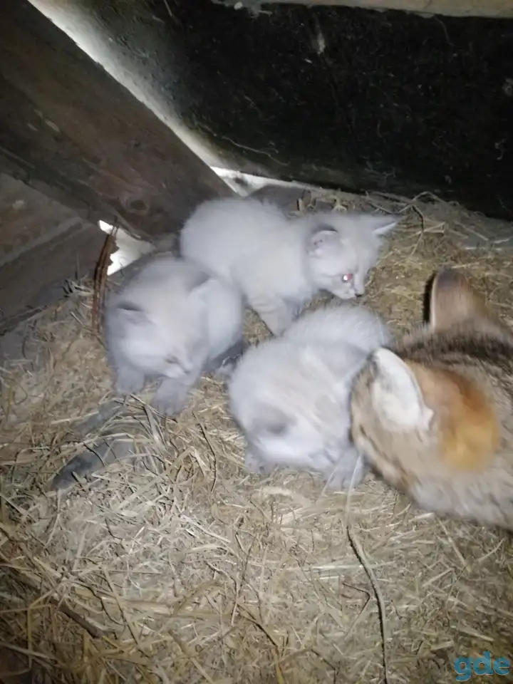 Котята в добрые руки, фотография 2