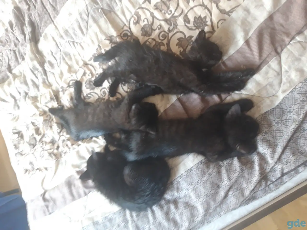Котёнок в добрые руки, фотография 6