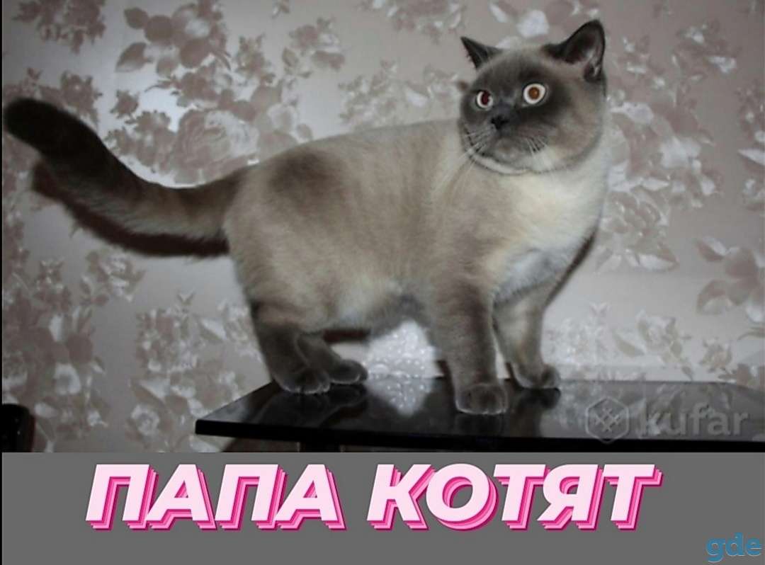 Продаётся британский котёнок., фотография 6