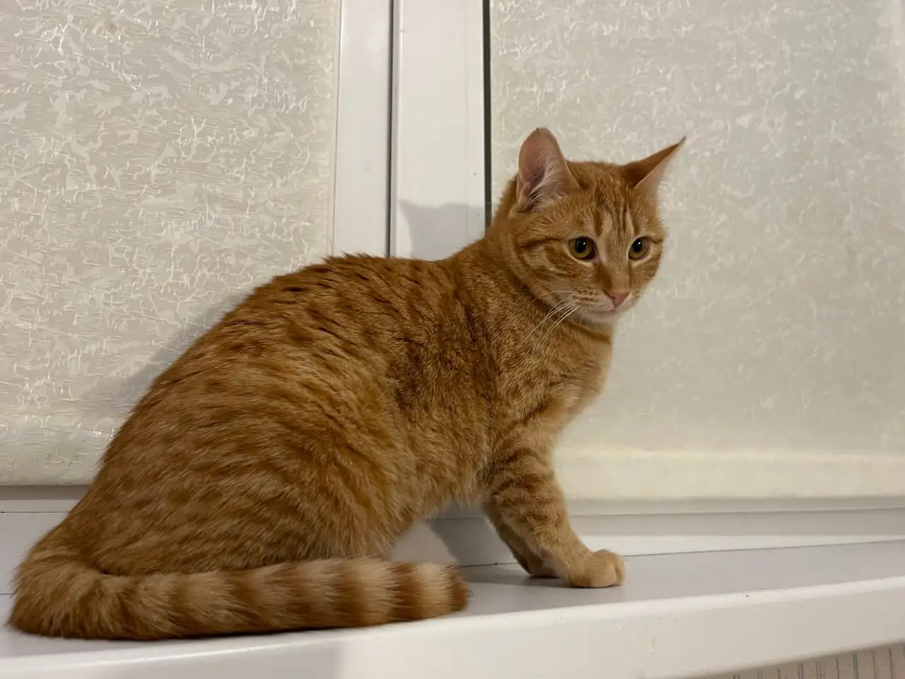 Рыжая кошечка котенок Мандаринка ищет дом и семью!, фотография 2