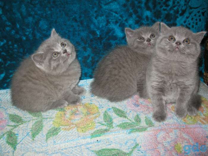 Продаются британские короткошёрстные котята, фотография 1