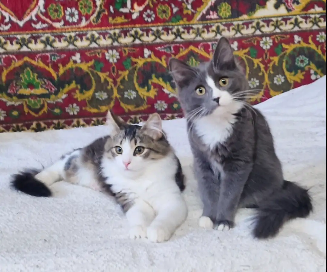 Котята подростки ищут дом, фотография 1