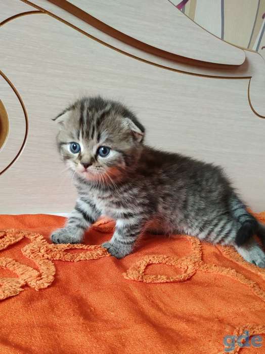 Шотландских породистых котят, фотография 9