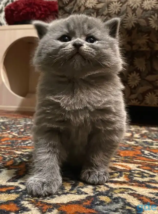 Шотландские котята, фотография 6