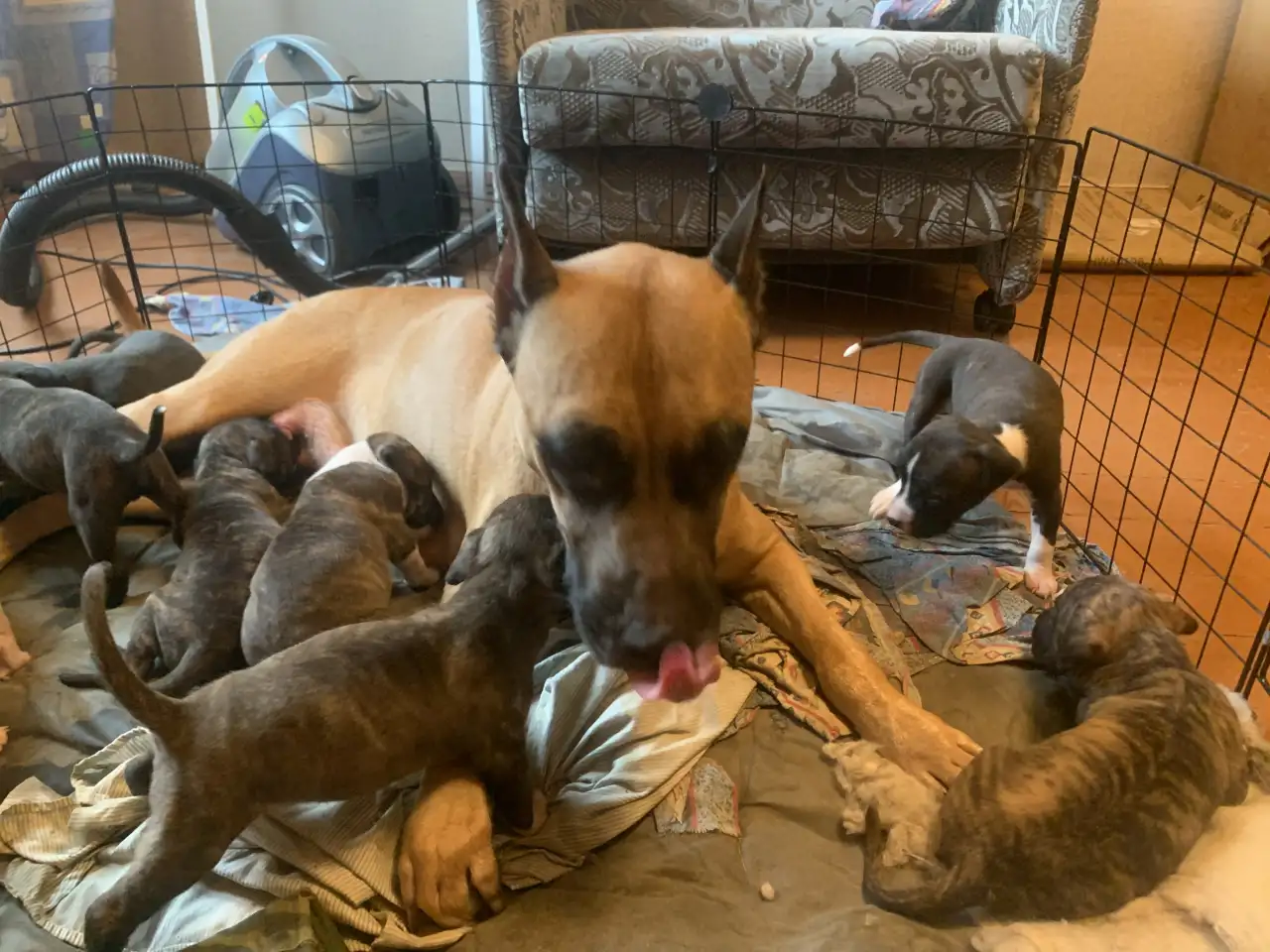 Щенки Американского стаффордшир-терьера, фотография 6
