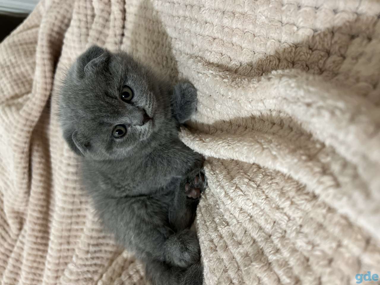 Шотландские вислоухие и прямоухие котята, фотография 4