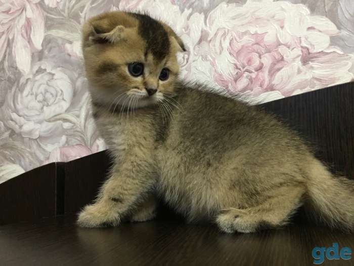 Шотландские вислоухие мальчики Золотая шиншилла, фотография 1