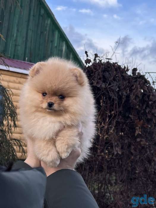Померанские шпицы мишки, фотография 7