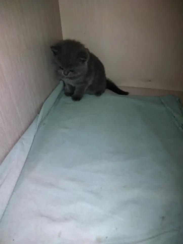 Шотландские котята, фотография 4