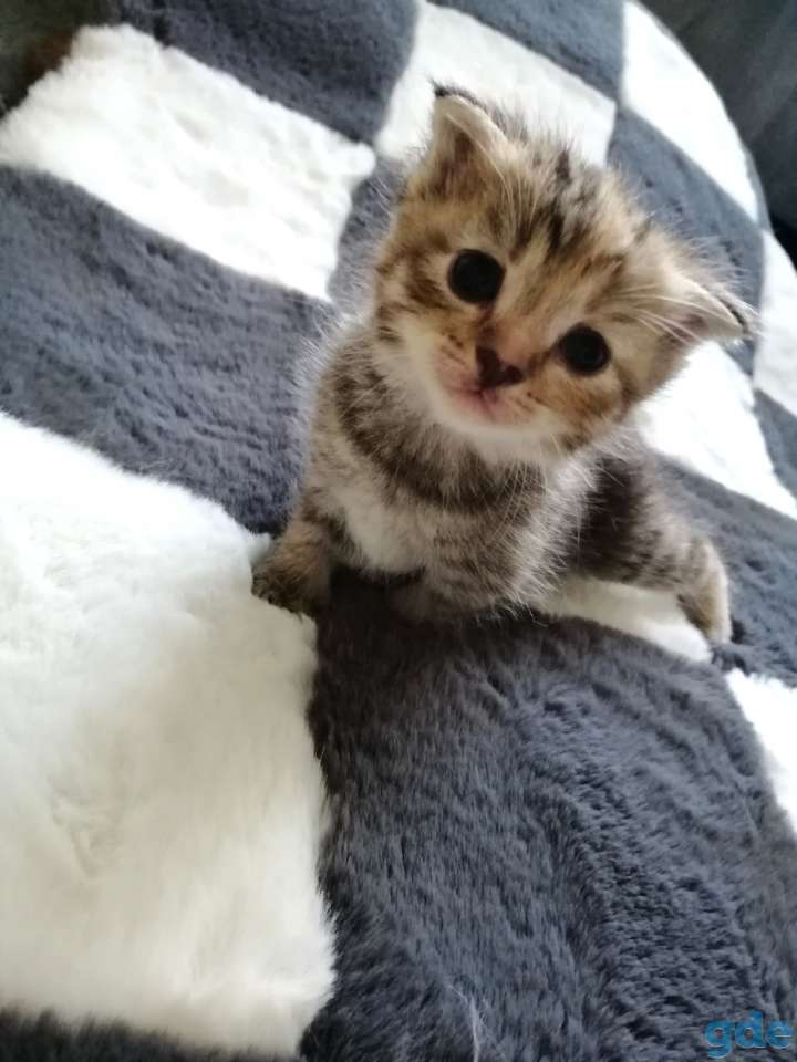 Шотландские котята, фотография 4