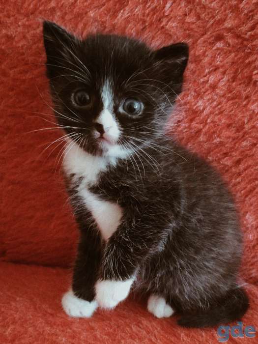 Котята, фотография 3