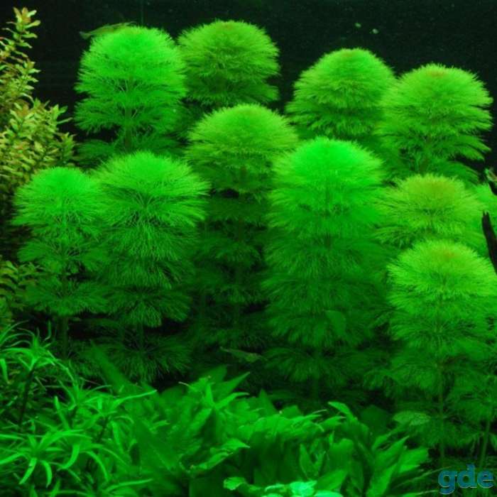Растения для аквариума Амбулия, фотография 2