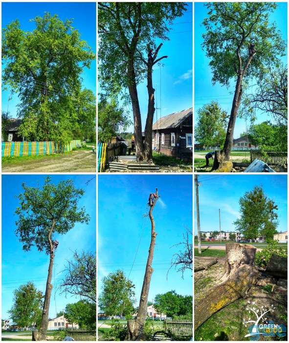 Спилить дерево с помощью альпинистов + скидка!, фотография 2