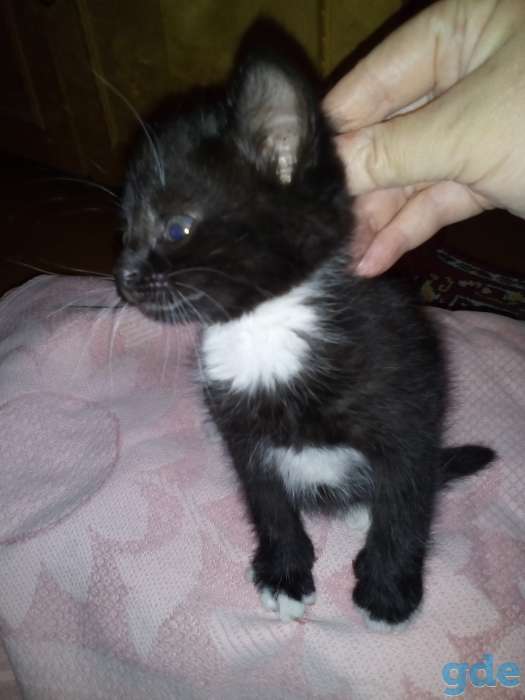 Отдам котят в хорошие руки, фотография 4