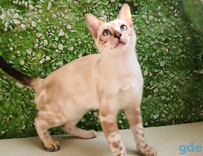 Бенгальские котята, фотография 6