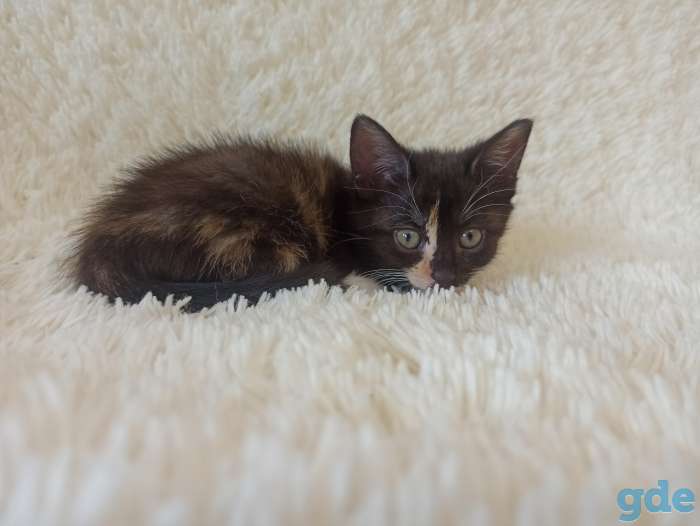 Булочка с корицей (КОТЕНОК-ДЕВОЧКА) в дар, фотография 4