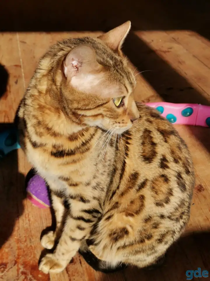 Продам бенгальского котика, фотография 1