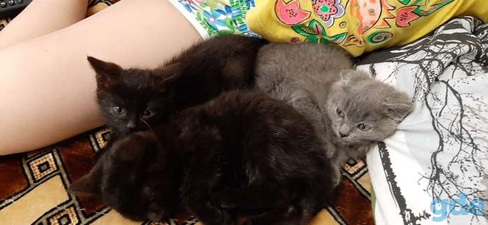 Котята, фотография 3