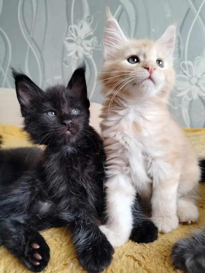 Мейн кун котята, фотография 1