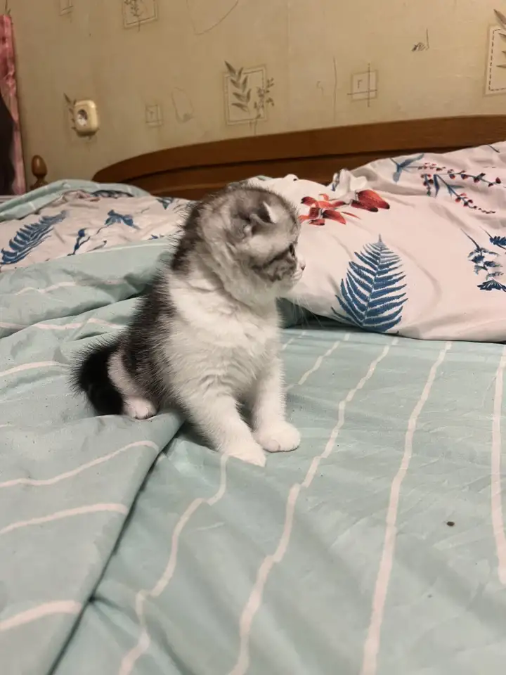 Шотландские котята, фотография 4